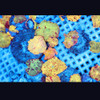 Mystery Jawbreaker Discosoma Mushroom - SAQ Coral Farm Mystery Jawbreaker Discosoma Mushroom - SAQ Coral Farm