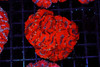 Red Heat Acan Colony WYSIWYG - SAQ Coral Farm