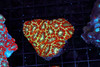 Red Martian Acan Colony WYSIWYG - SAQ Coral Farm