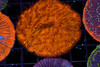 Heat Wave Fungia Plate Coral WYSIWYG - SAQ Coral Farm Heat Wave Fungia Plate Coral WYSIWYG - SAQ Coral Farm