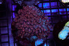 Purple Sparkle Goniopora Colony WYSIWYG - SAQ Coral Farm