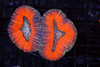 Orange Lobophyllia WYSIWYG - SAQ Coral Farm