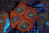 Orange Rhodactis Mushroom Colony WYSIWYG - SAQ Coral Farm