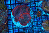 Orange Rhodactis Mushroom Colony WYSIWYG - SAQ Coral Farm