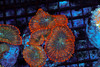 Orange Rhodactis Mushroom Colony WYSIWYG - SAQ Coral Farm