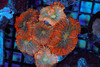 Orange Rhodactis Mushroom Colony WYSIWYG - SAQ Coral Farm