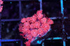 Red Aussie Goniopora WYSIWYG - SAQ Coral Farm