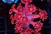 Red Aussie Goniopora WYSIWYG - SAQ Coral Farm