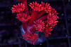 Red Aussie Goniopora WYSIWYG - SAQ Coral Farm