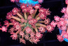 Key Lime Goniopora WYSIWYG - SAQ Coral Farm
