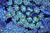 Neon Green Clove Colony WYSIWYG - SAQ Coral Farm