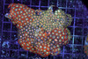 Zoanthid Combo Rock Colony WYSIWYG - SAQ Coral Farm