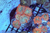 Orange Rhodactis Mushroom Colony WYSIWYG - SAQ Coral Farm
