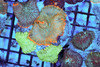 Rhodactis Mushroom Colony WYSIWYG - SAQ Coral Farm