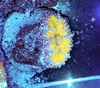 Yellow Ricordea Yuma WYSIWYG - SAQ Coral Farm