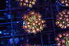 Firecracker Goniopora Coral WYSIWYG - SAQ Coral Farm