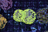 Green Splatter Hammer WYSIWYG - SAQ Coral Farm