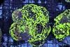Green Splatter Hammer Colony WYSIWYG - SAQ Coral Farm