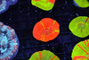 Reverse Bleeding Apple Scoly WYSIWYG - SAQ Coral Farm