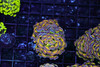 Holographic Hammer Coral WYSIWYG - SAQ Coral Farm