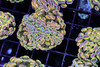 Tutti Frutti Hammer 3+ Heads Coral WYSIWYG - SAQ Coral Farm