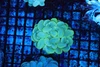 Teal Bubble Coral WYSIWYG - SAQ Coral Farm