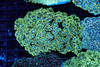 Green Goniopora Coral Colony WYSIWYG - SAQ Coral Farm