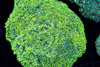 Neon Green Goniopora Coral Colony WYSIWYG - SAQ Coral Farm
