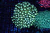 Green Goniopora Coral Colony WYSIWYG - SAQ Coral Farm