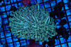 Teal Goniopora Coral Colony WYSIWYG - SAQ Coral Farm