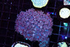 Blue And Purple Goniopora Coral Colony WYSIWYG - SAQ Coral Farm