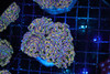 Holographic Hammer Colony +5 Heads WYSIWYG - SAQ Coral Farm