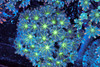 Neon Green Clove Colony WYSIWYG - SAQ Coral Farm
