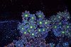 Firework Clove Colony WYSIWYG - SAQ Coral Farm
