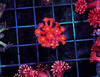 Red Goniopora WYSIWYG - SAQ Coral Farm