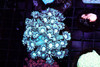 Ice Cold Goniopora WYSIWYG - SAQ Coral Farm