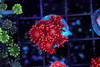 Red Goniopora WYSIWYG - SAQ Coral Farm