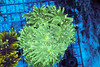 ULTRA Green Torch Colony WYSIWYG - SAQ Coral Farm