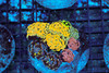 Hammer Garden Colony WYSIWYG - SAQ Coral Farm
