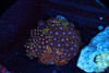 Zoanthid Rock Colony WYSIWYG - SAQ Coral Farm