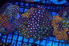 Zoanthid Rock Colony WYSIWYG - SAQ Coral Farm