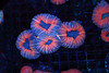 Orange Lobophyllia Coral WYSIWYG - SAQ Coral Farm
