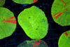 Green Scolymia Coral WYSIWYG - SAQ Coral Farm