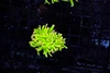 Holy Grail Torch WYSIWYG - SAQ Coral Farm