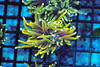 Ignited Dragon Torch WYSIWYG - SAQ Coral Farm