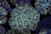 Turquoise Asian Acan Coral Colony WYSIWYG - SAQ Coral Farm