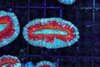 Rainbow Lobophyllia WYSIWYG - SAQ Coral Farm