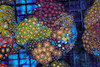 Multi-Zoanthid Rock WYSIWYG - SAQ Coral Farm Multi-Zoanthid Rock WYSIWYG - SAQ Coral Farm