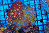 Multi-Zoanthid Rock WYSIWYG - SAQ Coral Farm Multi-Zoanthid Rock WYSIWYG - SAQ Coral Farm