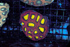 Dragon Soul Favia Coral WYSIWYG - SAQ Coral Farm Dragon Soul Favia Coral WYSIWYG - SAQ Coral Farm